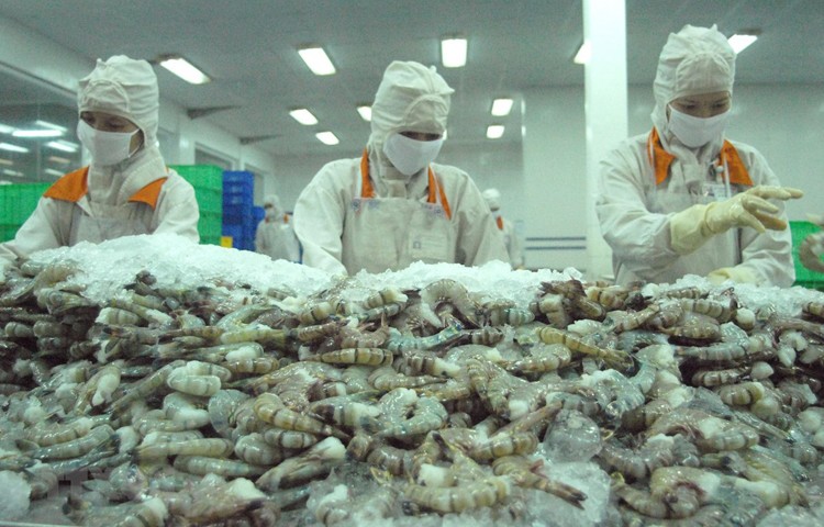 The causes for the fall in shrimp export turnover include a restricted supply of raw materials and a declining market demand (Illustration image).