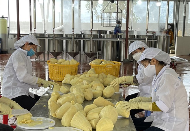 Sản phẩm măng của Công ty CP Kim Bôi (Lạc Thủy - Hòa Bình) được sơ chế, đóng gói trên dây chuyền khép kín, đảm bảo vệ sinh an toàn thực phẩm.