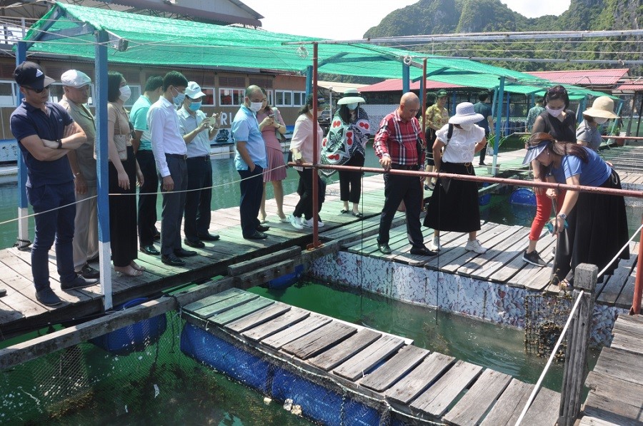 visiting Ha Long Bay, you will not only be able to see the amazing wonders of clouds, sky, mountains, and sea, but you will also be able to witness the real process of growing pearls in the vast ocean and having them lovingly made by the hands of a brilliant artisan into gleaming gems to adorn life.