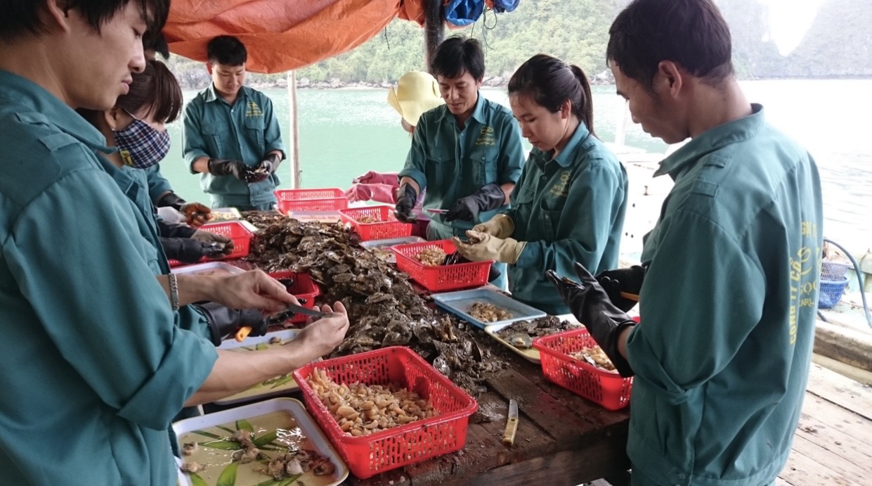 Visitors visit the pearl farming area at Tung Sau valley of Ha Long Pearl Joint Stock Company.