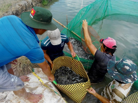 Bạc Liêu: Nâng cao chất lượng kinh tế nhà nuôi cá kèo