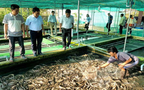 Hà Tĩnh đã xuất gần 550 triệu con giống thủy sản ra thị trường