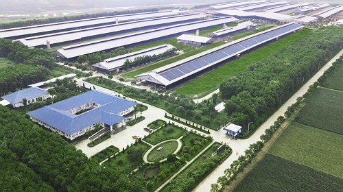 Hệ thống trang trại sinh thái Vinamilk Green Farm được xây dựng tại Tây Ninh, Quảng Ngãi, Thanh Hóa với quy mô đàn bò sữa 20.000 con