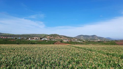 After three years of soil reclamation and restoration, a lush corn field has emerged at the Vinamilk farm in Dalat.