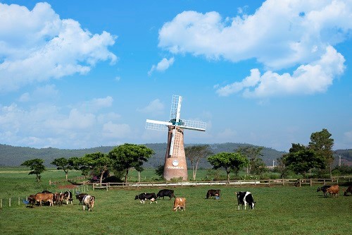 Dalat Organic Dairy Farm Vinamilk