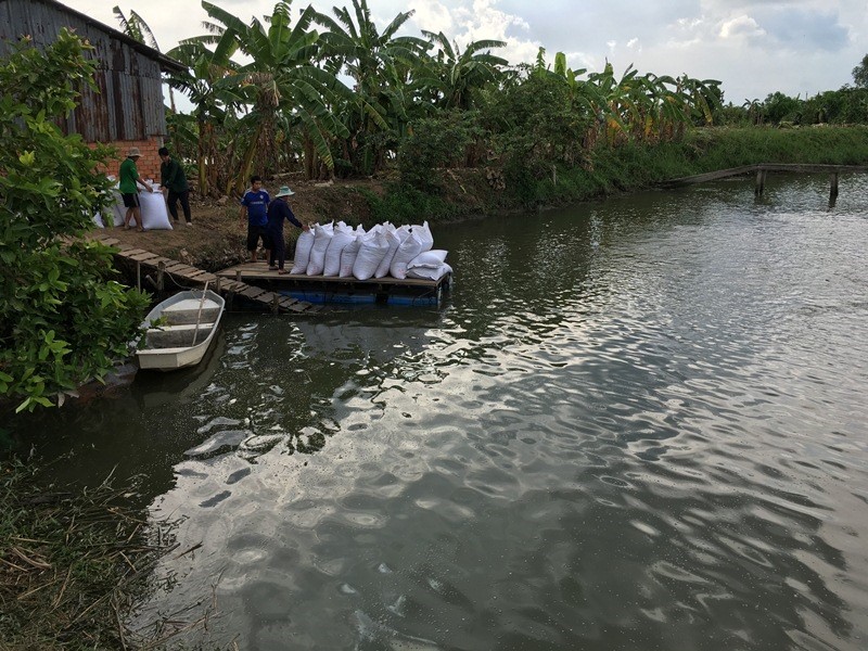 Nuôi thả cá tra theo hướng an toàn thực phẩm ở huyện Long Hồ, tỉnh Vĩnh Long