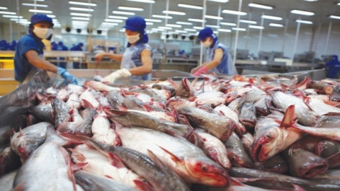Mexico - thị trường xuất khẩu cá tra tiềm năng của Việt Nam