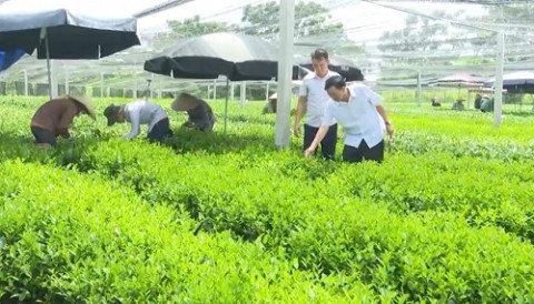 Thai Nguyen: Improving the quality of tea products to consumers