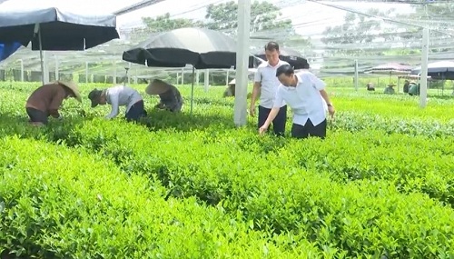 Photo: Tea production and processing according to food hygiene and safety standards.