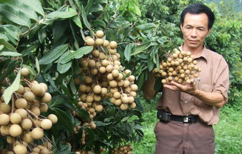 Photo: The area of longan in Xuan Thuy commune is nearly 200 hectares, and the Son Thuy cooperative alone is 34 hectares.