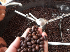 Sản phẩm cà phê chế biến chiếm tỷ trọng xuất khẩu ngày càng cao