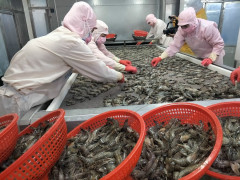 Doanh nghiệp Việt chiếm tỷ trọng trên 92% trong kim ngạch xuất khẩu thủy sản