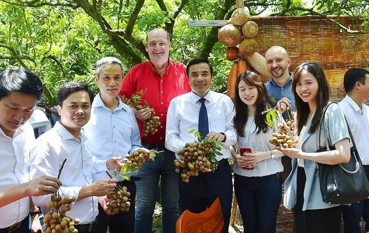 Visit and explore the longan garden at Hong Nam commune, Hung Yen city, with the delegation and overseas visitors.