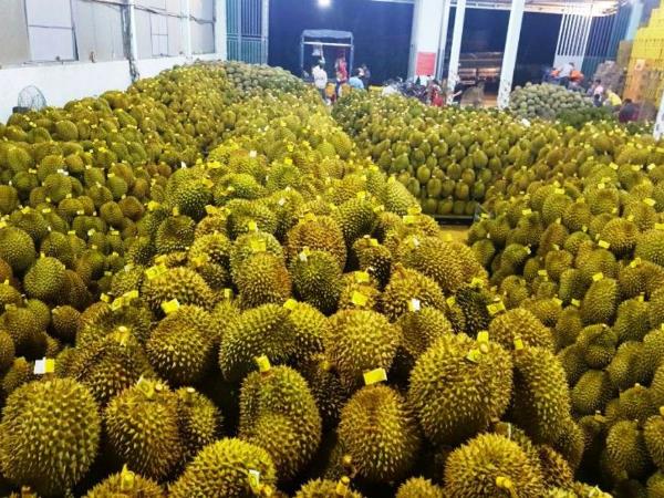 Photo: Capacity building for enterprises who export durian and passion fruit to the Chinese market.