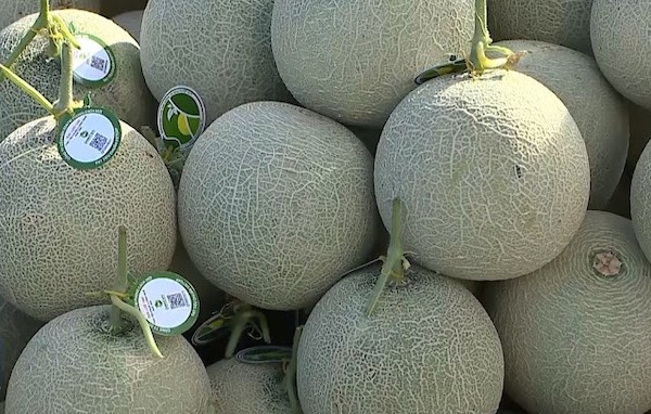 A newly founded company that cares for melons using Japanese technology. (Image: illustration) A newly founded company that cares for melons using Japanese technology. (Image: illustration)
