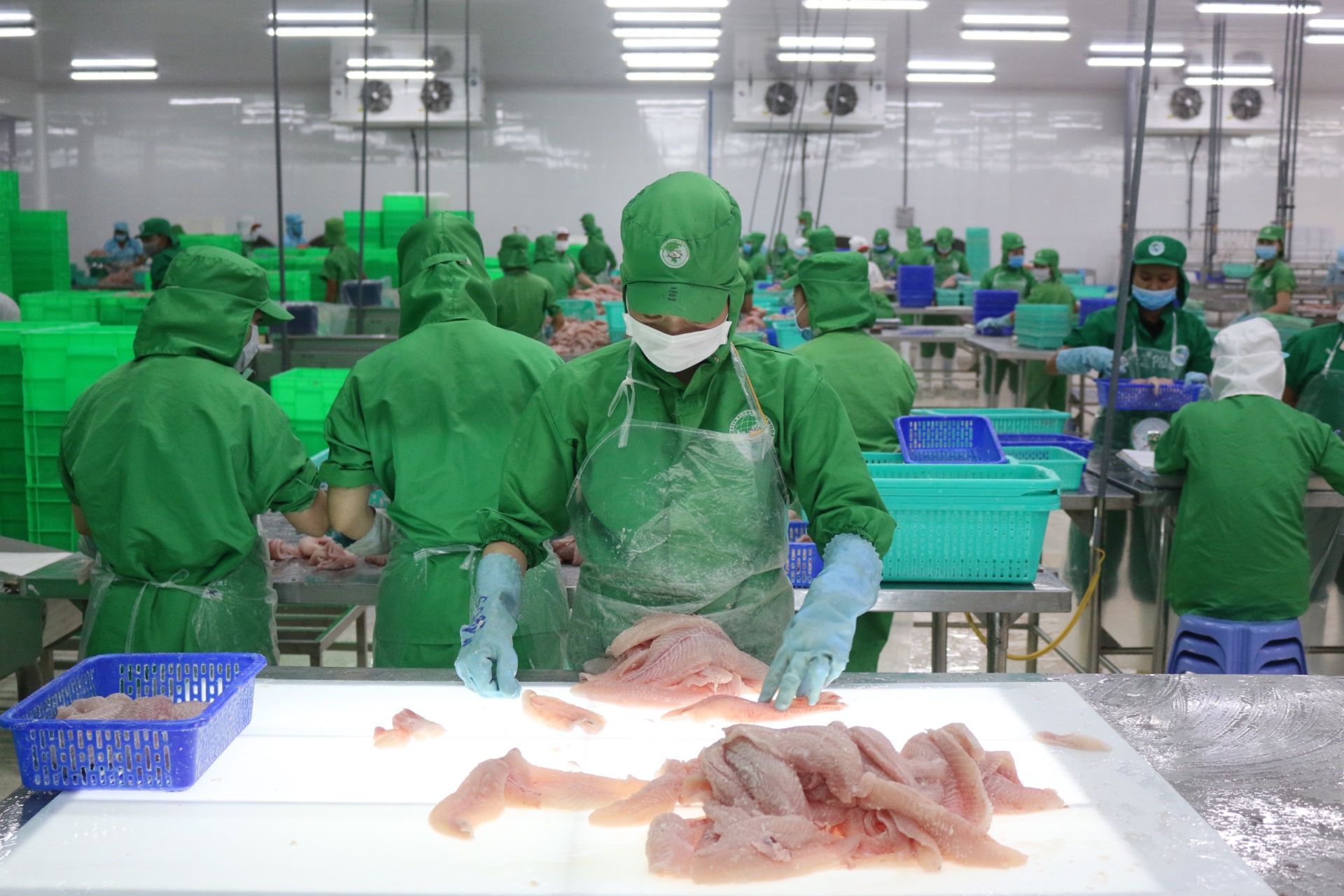 Vietnamese pangasius with global aspirations