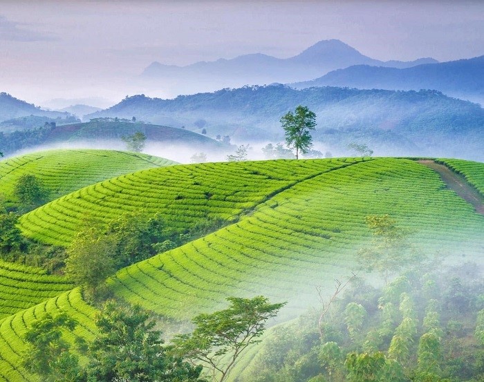Tan Son district - Long Coc tea hill