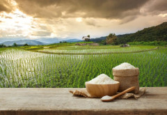 Thái Lan và Việt Nam: Thúc đẩy hợp tác tăng giá gạo xuất khẩu