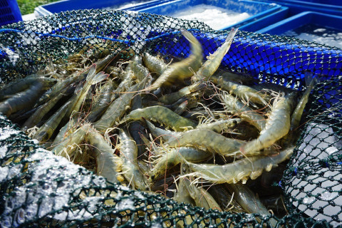 Thailand permits the import of fresh shrimp