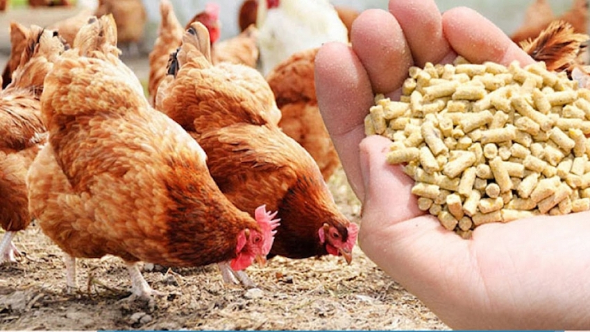 Photo: Vietnam's import of raw materials for animal feed processing in the first seven months of this year increased to $3.1 billion as domestic supply only met about one-third of domestic demand.