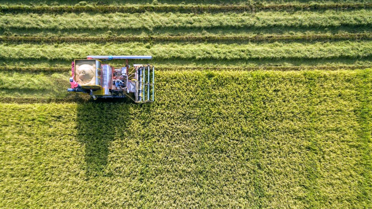 Thailand rice harvesting. (Image: thairiceandfoods.com)