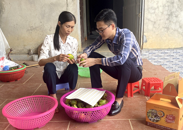 Cán bộ Chi cục hướng dẫn người dân xã Gia Thanh phân loại, dán tem, đóng hộp sản phẩm hồng không hạt