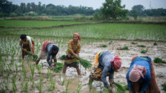 Liệu Thái Lan và Việt Nam có được hưởng lợi từ lệnh hạn chế xuất khẩu gạo của Ấn Độ?