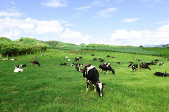 Công ty TNHH hai thành viên Ứng dụng công nghệ cao nông nghiệp và thực phẩm sữa Yên Mỹ nhập nuôi 1500 con bò sữa