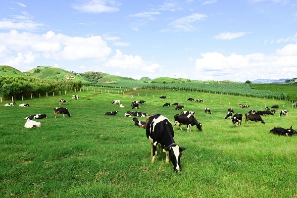 Công ty  TNHH hai thành viên Ứng dụng công nghệ cao nông nghiệp và thực phẩm sữa Yên Mỹ (Nông Cống) nhập 1500 con bò sữa giống Holstein Friezian