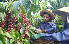 Xuất khẩu cà phê Việt Nam đứng thứ hai thế giới