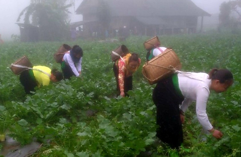 Consumers trust and prefer the products of Quyet Chien safe vegetable production cooperative, Quyet Chien commune (Tan Lac - Hoa Binh).