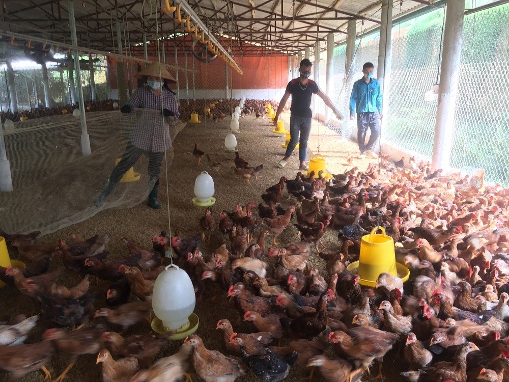 The Phu Khe Hill Chicken Association (Phu Tho).