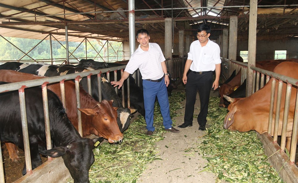 Model 3B for growing cows in the Bang Gia commune of the Doan Hung district.