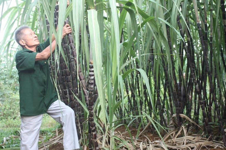 Fresh-tasting purple sugarcane from Hoa Binh has been transported to Japan, the United Kingdom, and Germany.