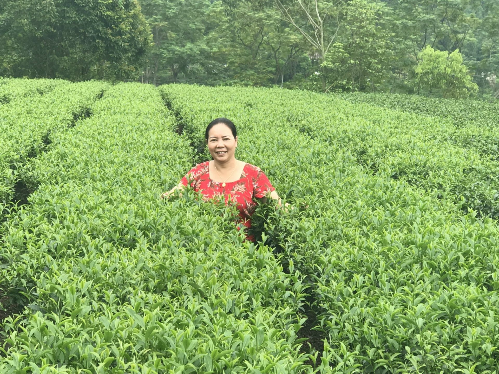 Bà Trịnh Tú Anh trên đồi trà hữu cơ tại Thái Nguyên
