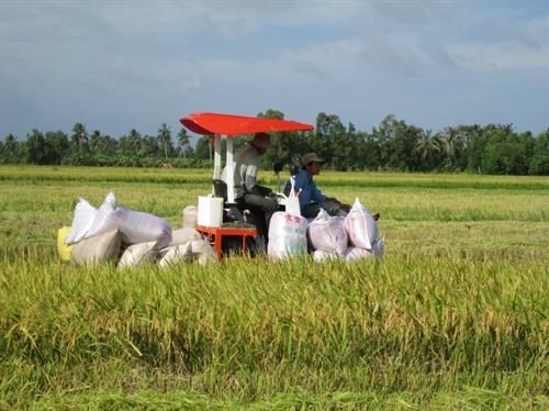 In Ca Mau's agriculture sector, cooperatives function well.