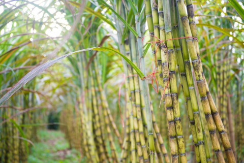 Sugar industry: Lowering prices will not result in increased demand