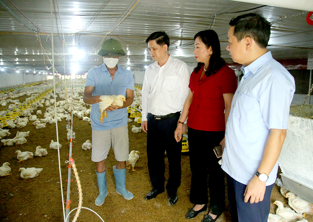 mô hình chăn nuôi gà của Hợp tác xã nông nghiệp hữu cơ Sơn Thủy, xã Ngọc Đồng, huyện Yên Lập.