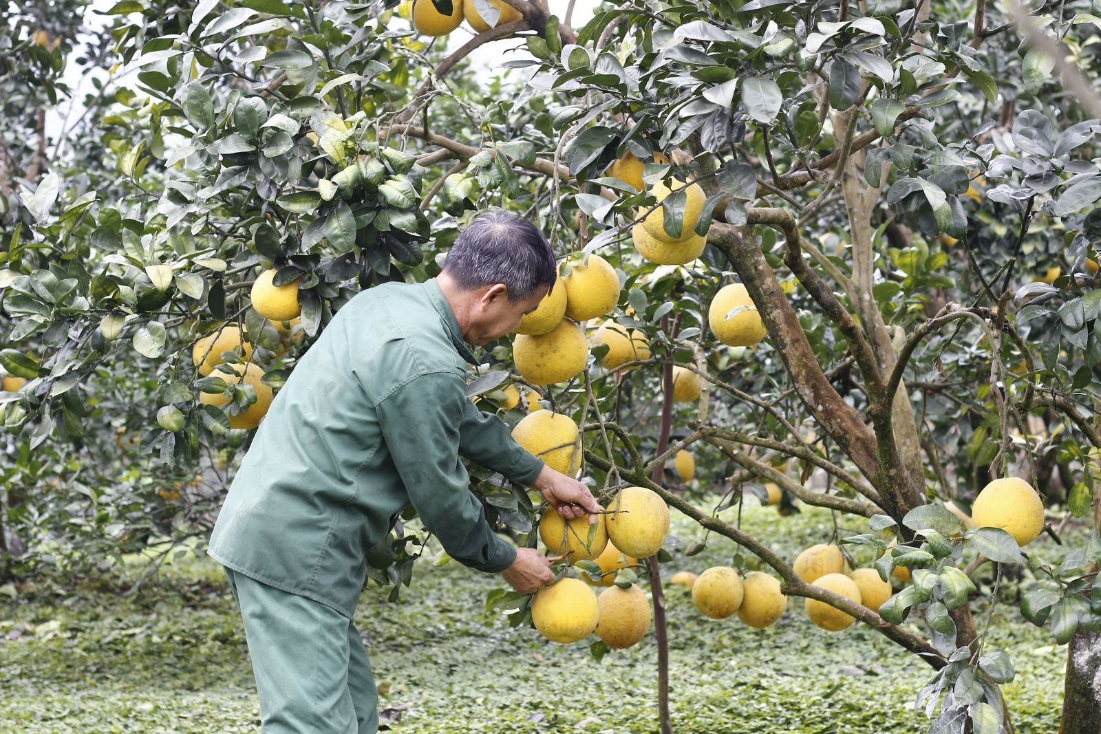 nhờ lớp tập huấn kỹ thuật trồng, chăm sóc nên năng suất, chất lượng bưởi tại Hùng Xuyên được nâng lên rõ rệt.