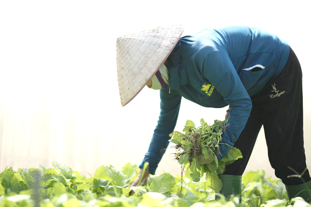 Gia đình nhà anh chị Xuân ở xã Hoàng Cương trồng 1.500m2 rau cho thu hoạch hàng chục triệu đồng/năm