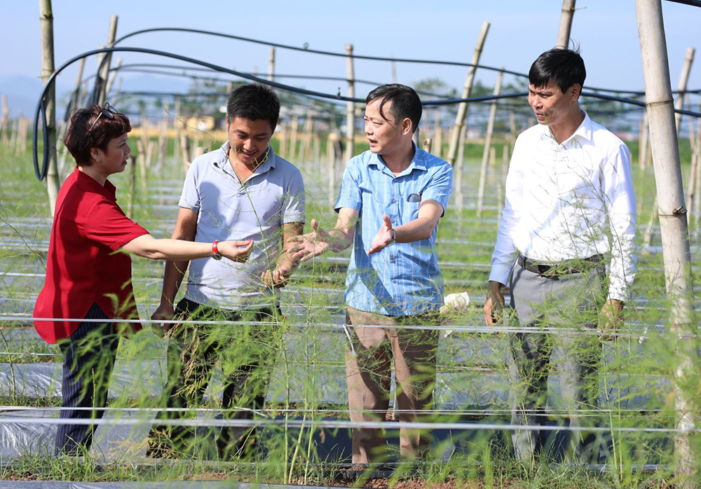 HTX Hoa Sen xã Lương Lỗ trồng thí điểm 4ha măng tây và bí lấy nụ ban đầu