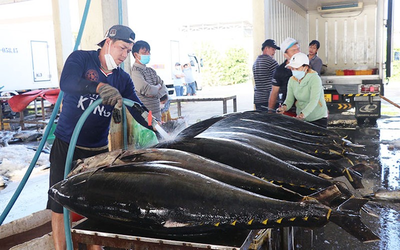 Xuất khẩu cá ngừ sang Nhật gặp khó vì tỷ giá