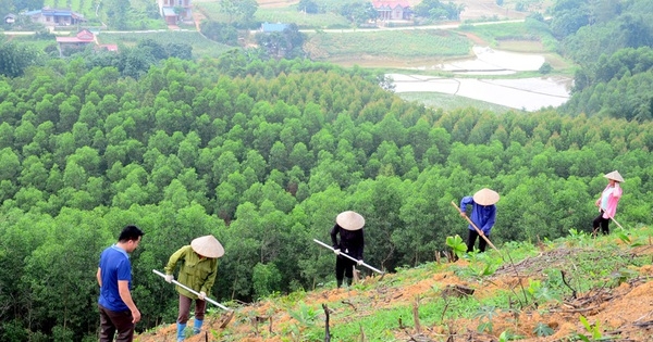 Thí điểm thủ tục chuyển mục đích sử dụng rừng sản xuất dưới 1.000 ha tại Khánh Hòa