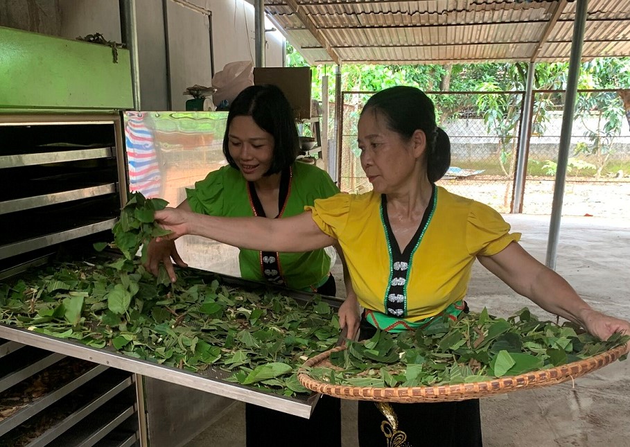 Thành viên Hợp tác xã Hương Xuân (Mai Châu - Hòa Bình) đang thực hiện sấy khô cây dược liệu Thành ngạnh.