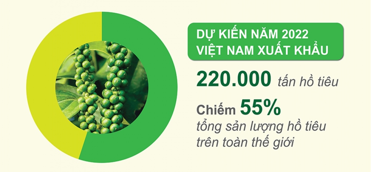 Xuất khẩu hồ tiêu Việt Nam chiếm 55% tổng sản lượng hồ tiêu trên toàn thế giới
