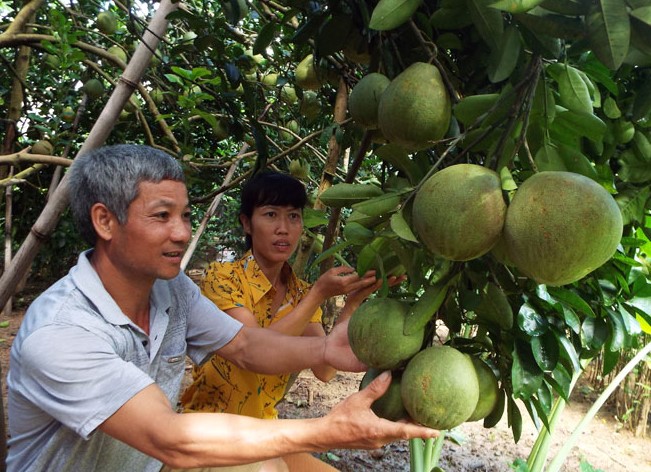 Người dân xã Đông Lai (Tân Lạc-Hòa Bình)  kiểm tra chất lượng sản phẩm bưởi đỏ Tân Lạc trước khi thu hoạch.