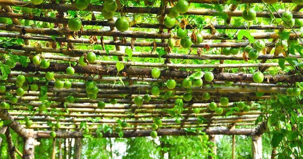 Khuyến cáo nông dân không bỏ cây khác để trồng sầu riêng, chanh leo