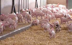 Giá lợn bán ra tiếp tục xuống thấp, dự báo nhu cầu tiêu thụ trong dịp Tết giảm gây khó khăn cho hộ sản xuất
