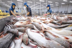 Xuất khẩu cá tra tăng trưởng mạnh
