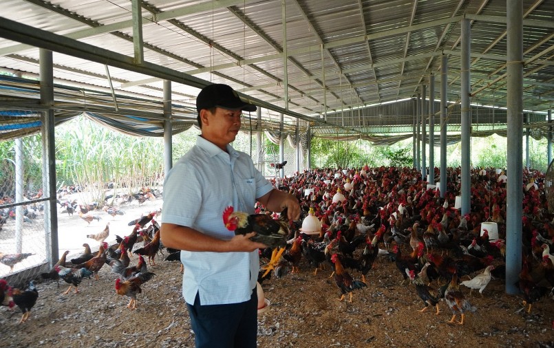 Tiền Giang: Phát triển trang trại gà giải quyết việc làm cho người dân